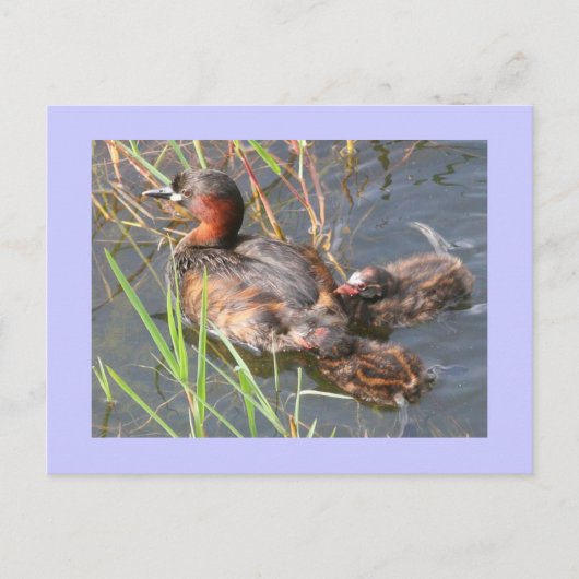 Little Grebes Briefkaart (Voorkant)