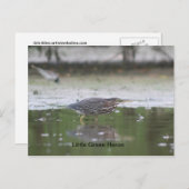 Little Green Heron Briefkaart (Voorkant / Achterkant)