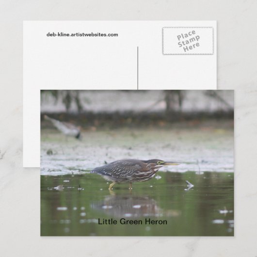 Little Green Heron Briefkaart (Voorkant / Achterkant)