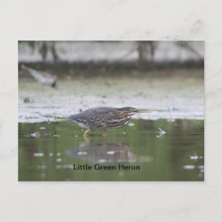 Little Green Heron Briefkaart