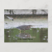 Little Green Heron Briefkaart (Voorkant)