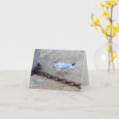 Little Gull Big Chain St Ives Cornwall Engeland Kaart (Gele Bloem)