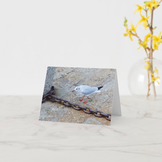 Little Gull Big Chain St Ives Cornwall Engeland Kaart (Gele Bloem)