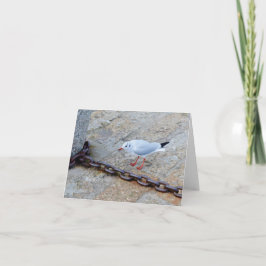 Little Gull Big Chain St Ives Cornwall Engeland Kaart