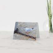 Little Gull Big Chain St Ives Cornwall Engeland Kaart (Voorkant)