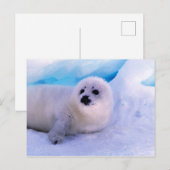 Little Harp Seal Pup bekleed in Snowflakes Briefkaart (Voorkant / Achterkant)
