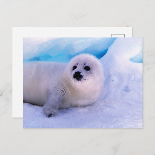 Little Harp Seal Pup bekleed in Snowflakes Briefkaart (Voorkant / Achterkant)