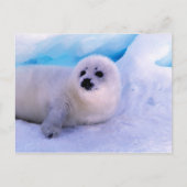 Little Harp Seal Pup bekleed in Snowflakes Briefkaart (Voorkant)