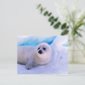 Little Harp Seal Pup bekleed in Snowflakes Briefkaart (Staand voorkant)