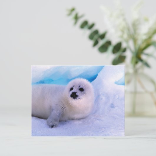 Little Harp Seal Pup bekleed in Snowflakes Briefkaart (Staand voorkant)