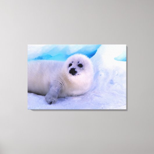 Little Harp Seal Pup bekleed in Snowflakes Canvas Afdruk (Voorkant)