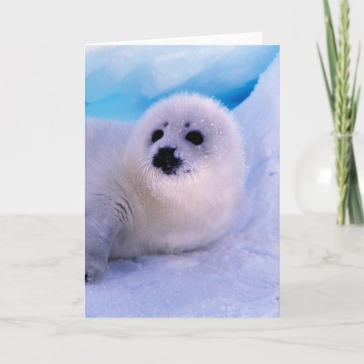 Little Harp Seal Pup bekleed in Snowflakes Kaart (Voorkant)