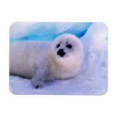 Little Harp Seal Pup bekleed in Snowflakes Magneet (Horizontaal)