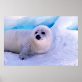 Little Harp Seal Pup bekleed in Snowflakes Poster (Voorkant)