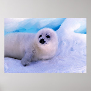 Little Harp Seal Pup bekleed in Snowflakes Poster