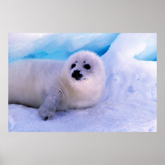 Little Harp Seal Pup bekleed in Snowflakes Poster (Voorkant)