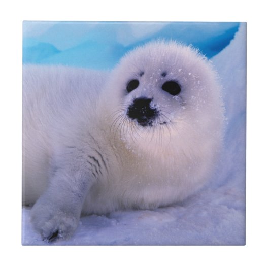 Little Harp Seal Pup bekleed in Snowflakes Tegeltje (Voorkant)