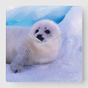 Little Harp Seal Pup bekleed in Snowflakes Vierkante Klok