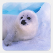 Little Harp Seal Pup bekleed in Snowflakes Vierkante Sticker (Voorkant)