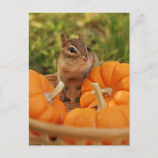 Little Harvest Chipmunk Briefkaart (Voorkant)