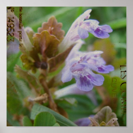  Little Henbit Poster (Voorkant)