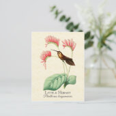 Little Hermit Hummingbird Art Briefkaart (Staand voorkant)