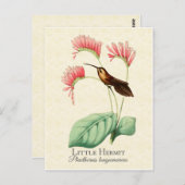 Little Hermit Hummingbird Art Briefkaart (Voorkant / Achterkant)