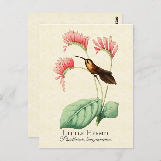 Little Hermit Hummingbird Art Briefkaart (Voorkant / Achterkant)