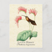 Little Hermit Hummingbird Art Briefkaart (Voorkant)
