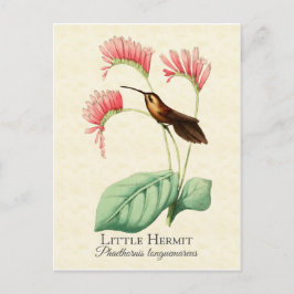 Little Hermit Hummingbird Art Briefkaart