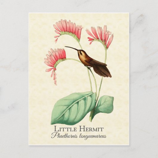 Little Hermit Hummingbird Art Briefkaart (Voorkant)
