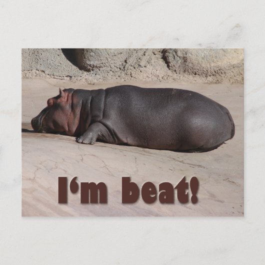 Little Hippo vertelt alles Briefkaart (Voorkant)