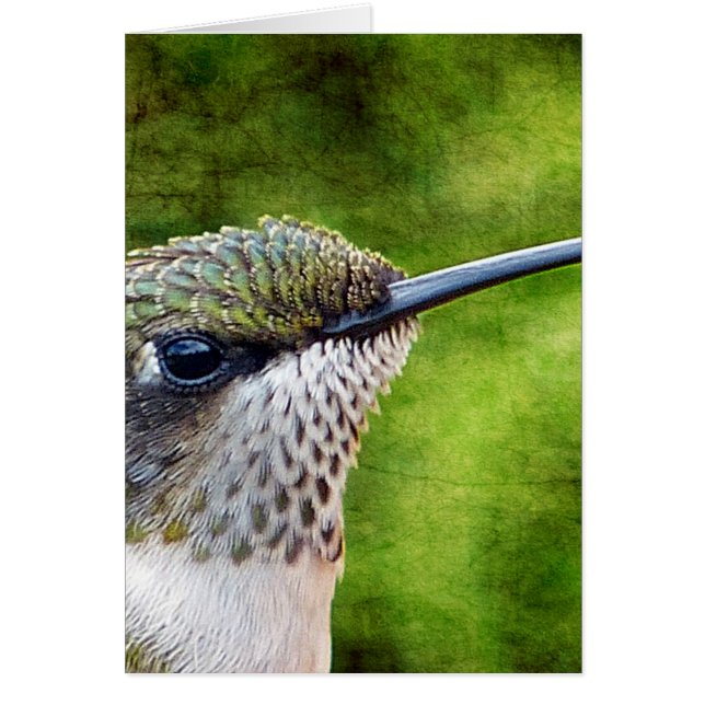 Little Hummer (Voorkant)