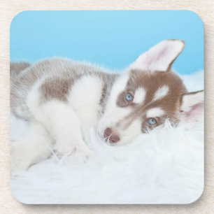 Little Husky Puppy Laying on a Blanket Bier Onderzetter
