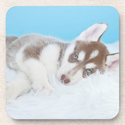 Little Husky Puppy Laying on a Blanket Bier Onderzetter (Voorkant)