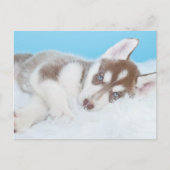 Little Husky Puppy Laying on a Blanket Briefkaart (Voorkant)