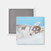 Little Husky Puppy Laying on a Blanket Magneet (Voorkant / Achterkant)