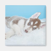 Little Husky Puppy Laying on a Blanket Magneet (Voorkant)