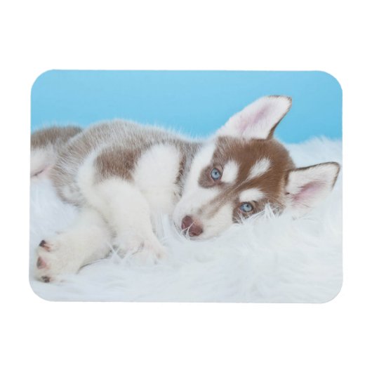 Little Husky Puppy Laying on a Blanket Magneet (Horizontaal)