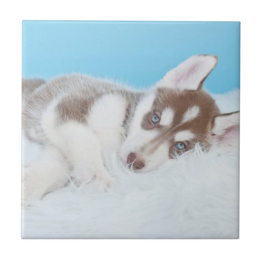Little Husky Puppy Laying on a Blanket Tegeltje (Voorkant)