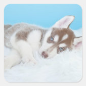 Little Husky Puppy Laying on a Blanket Vierkante Sticker (Voorkant)