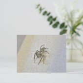Little Jumping Spider Briefkaart (Staand voorkant)
