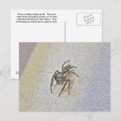 Little Jumping Spider Briefkaart (Voorkant / Achterkant)