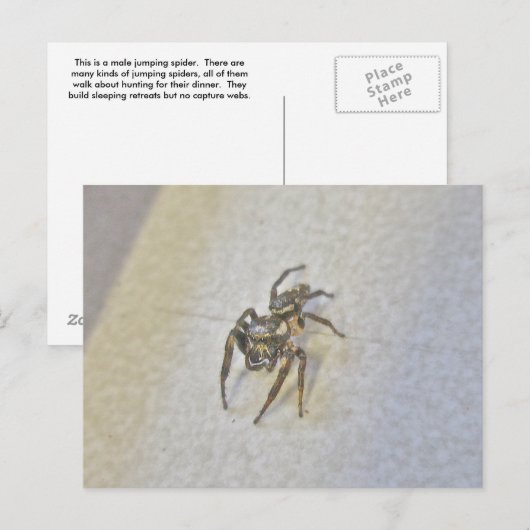 Little Jumping Spider Briefkaart (Voorkant / Achterkant)