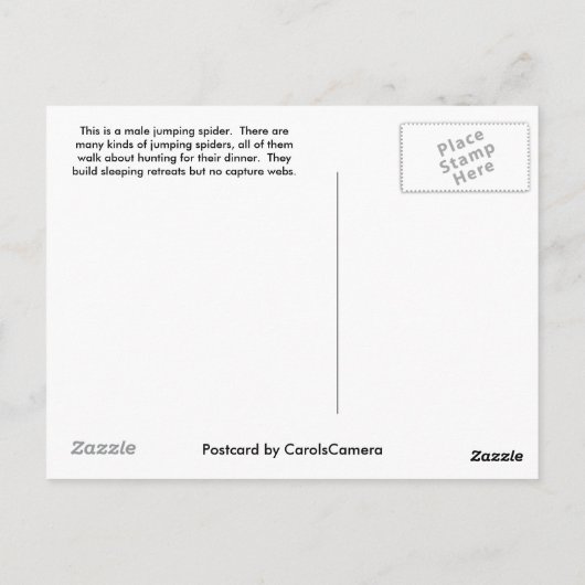 Little Jumping Spider Briefkaart (Achterkant)