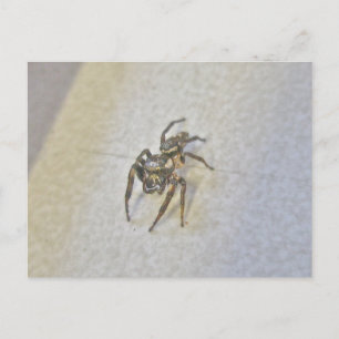 Little Jumping Spider Briefkaart