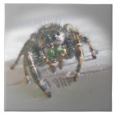 Little Jumping Spider Tegeltje (Voorkant)