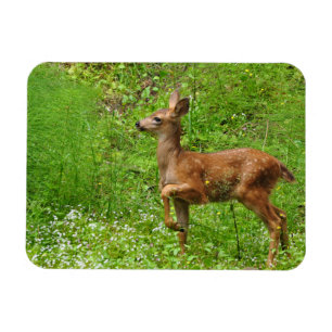 Little King/Queen of Fawns Magneet