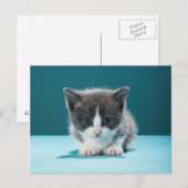 Little Kitten Briefkaart (Voorkant / Achterkant)
