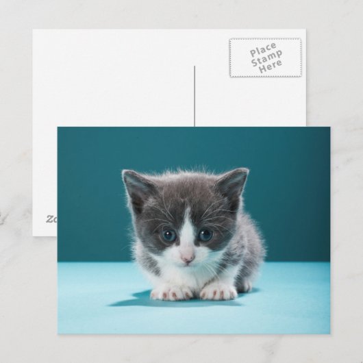 Little Kitten Briefkaart (Voorkant / Achterkant)